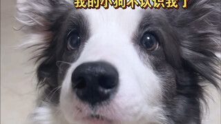 About my regaining my puppy's trust