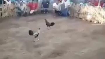 Kanawayon Broodcock 2nd Fight (Drag fight) Win