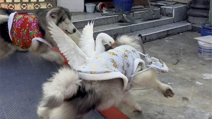 الإوزة الكبيرة: تزعجني؟ اليوم كلكما وقعتم في مأزق حقيقي!