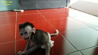 Ratmaster - Rat Wants to Cling  by karenmafia ONG. #fyp #babymonkey #love #baby #beautiful #karenmaf