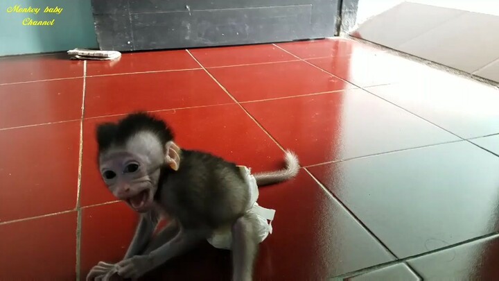 Ratmaster - Rat Wants to Cling  by karenmafia ONG. #fyp #babymonkey #love #baby #beautiful #karenmaf