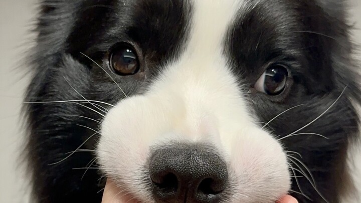 ทำไมถึงไม่แนะนำให้เลี้ยงสุนัขพันธุ์บีเกิล…มันคิดเยอะเกินไปเลย!