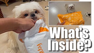 My Shih Tzu Dog Gets His Package | Cute & Funny Dog Video