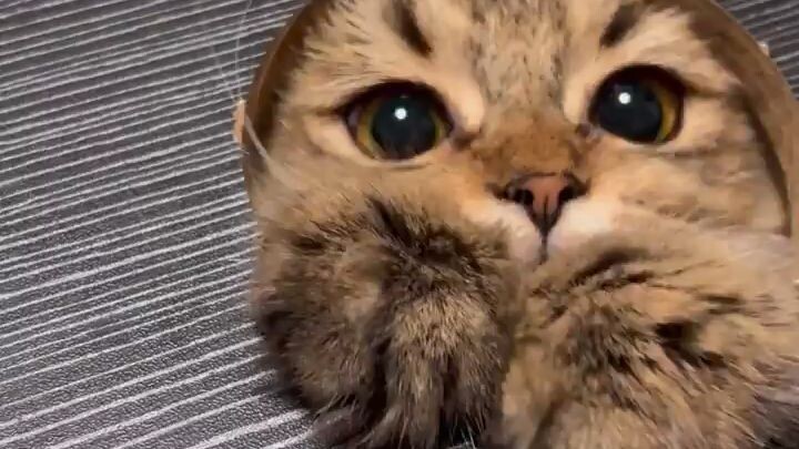 Funny cat 😅🐱 follow me pls 🙏