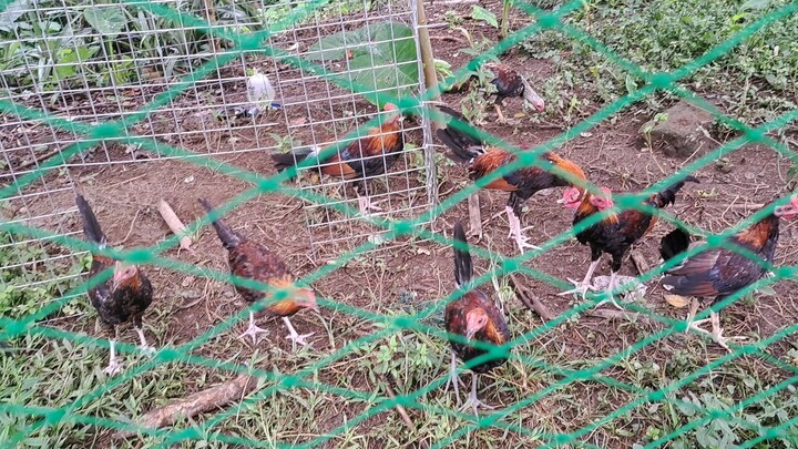 WPC 1 banded stags