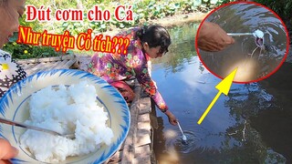 Đi tìm sự thật Đút cơm cho đàn cá khổng lồ ăn ở Miền Tây như chuyện cổ tích và cái kết không may mắn