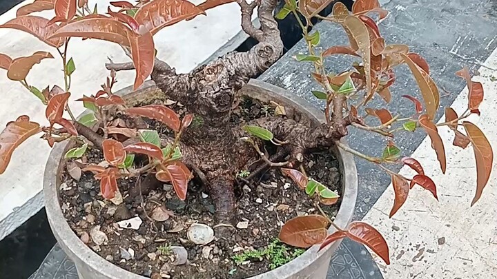 Balete Bonsai
