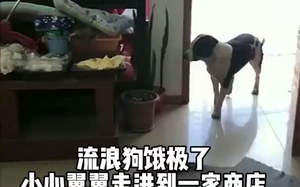 流浪狗得到一個雞腿高興到起飛