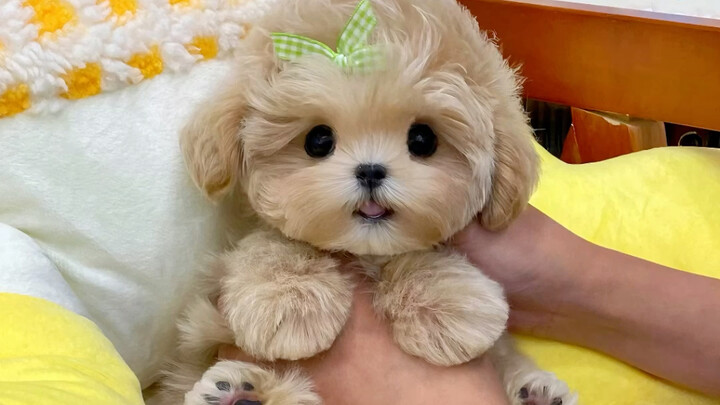 Although it is a string, but it looks very good.
