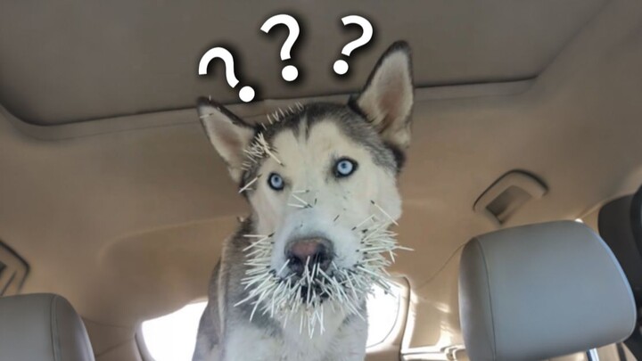 《Đại hội hành vi kỳ lạ của động vật 269》