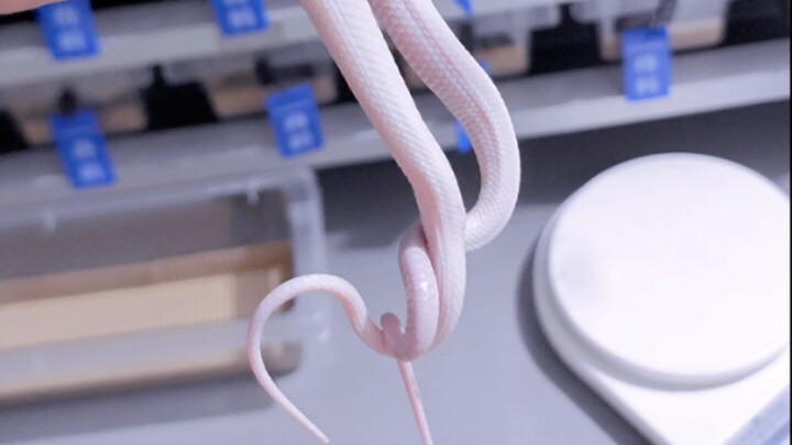 Underage Snake’s Accidental Intercourse