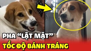 Pha LẬT MẶT nhanh hơn bánh tráng của chú chó Nâu và cô chủ 😂 | Yêu Lu