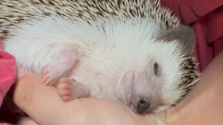 Little Hedgehog: The battery is exhausted and needs to be recharged in the owner's arms!