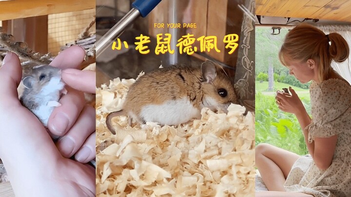 قصة الآنسة الصغيرة والفأر الصغير ديبورو