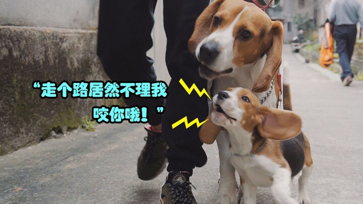 [Problem Dog Makeover] The Devilish Beagle is About to Switch to — Angel Mode!!