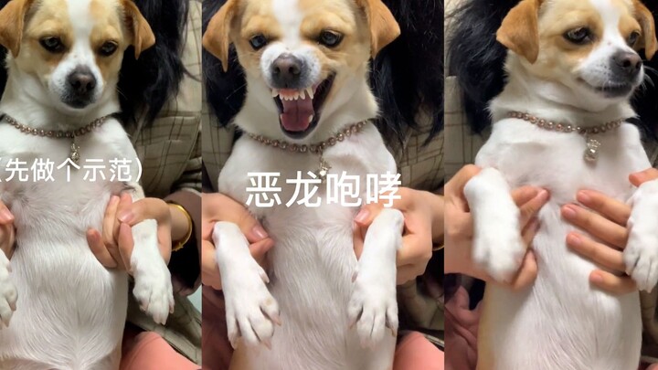 Cô gái ra lệnh cho chó nhe răng, còn chú chó thì “biến hóa khôn lường” giữa hung hăng và đáng thương