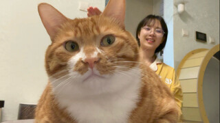 The world's largest cat has been found