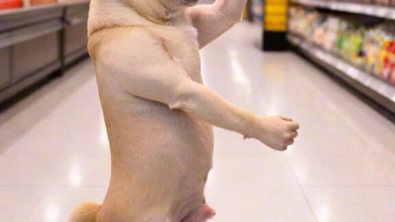 dogest dance 🐕🐕