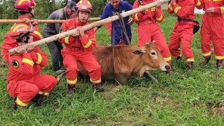 7 “dũng sĩ cứu hỏa” giải cứu con bò nặng hơn 250 kg, chủ bò cười tít mắt~