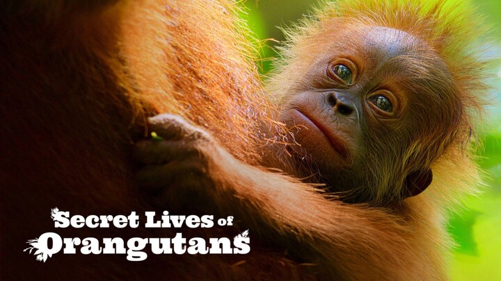 Secret Lives of Orangutans