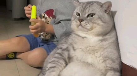 What breed is Dazhuang the cat?