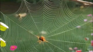 chú nhện chăm chỉ làm việc