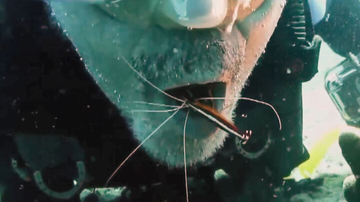 [Animals] The Friendliest Creature In The Sea Serving Human