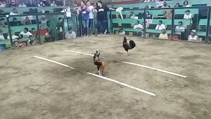 MAHIWAGA TALAGA ANG SABONG'?.