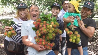 Vượt hàng trăm cây số để hái chôm chôm, măng cụt, bưởi da xanh ăn cho đã thèm