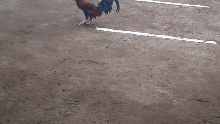 first fight two hits