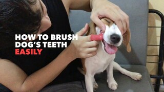 How to Brush Your Dog’s Teeth (5 EASY STEPS)