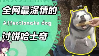 一只哈士奇竟靠深情打动全网？每天风雨无阻讨烧饼！店主：巨搞笑
