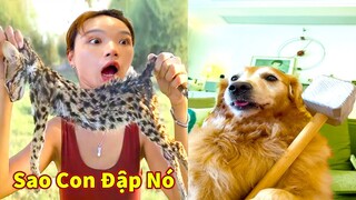 Thú Cưng TV | Gâu Đần và Bà Mẹ #60 | Chó Golden Gâu Đần thông minh vui nhộn | Pets cute smart dog