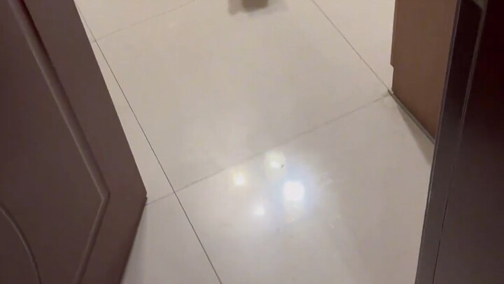 Ibu kucing jalanan dan anak-anak kucing jalanan #KehidupanSehari-hariKucing #PenyelamatanKucingJalan