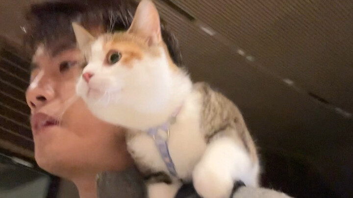About how I spent 9,000 yuan to buy a calico cat…