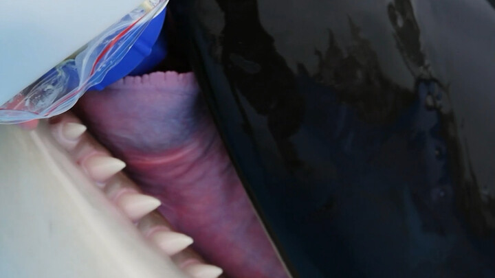 A科普: How Baby Orcas Nurse