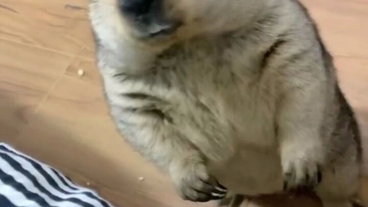 เธออ้วนเกินไป ปีนขึ้นมาไม่ได้!