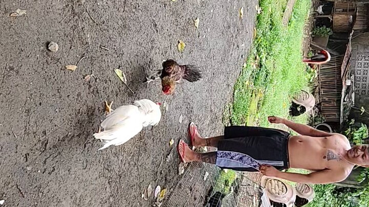 Hennie muff and white kelso