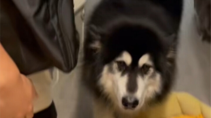 Có tình phụ tử, nhưng không nhiều (phía Oreo)