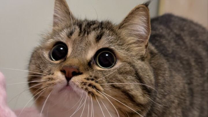 Round Little Cat Ball