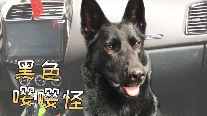 Cảm giác nuôi một chú chó Đức màu đen hay “nhõng nhẽo ư ử” thì thế nào nhỉ? Đeo tai nghe vào và tận 