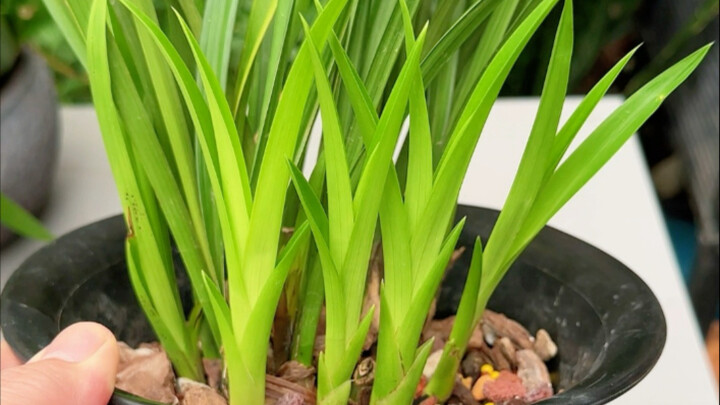 Phương pháp kích mầm và chăm sóc lan hồ điệp