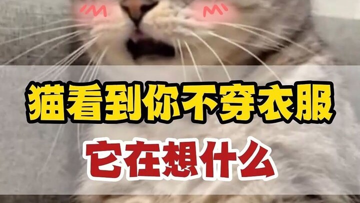 ماذا تفكر القطة عندما ترى جسمك العاري؟