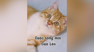 Cháu Trần Văn Lèo đây ạ 😂😂 cat mèo lèo