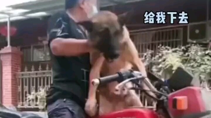 Tuan naik sepeda keluar, anjingnya ngotot ingin ikut. Netizen: Benar-benar seperti koyo yang susah l