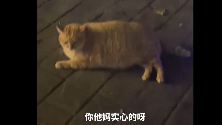 猫：你一共就4句话，侮辱了我4遍，外加一个“嘬嘬”