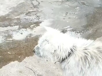 ทำหายไปหนึ่งวัน นึกว่าถูกยกขึ้นโต๊ะอาหารแล้ว แต่จู่ๆ ก็ได้ยินเสียงหมาเห่าอยู่ไกลๆ...