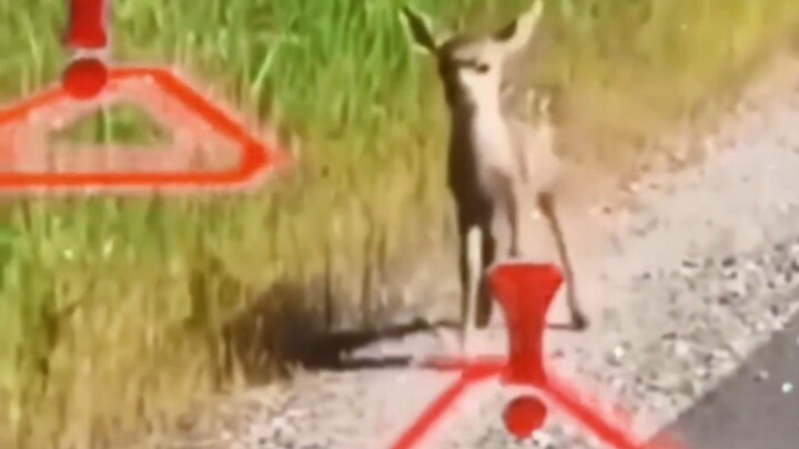 莉莉娅你在干什么