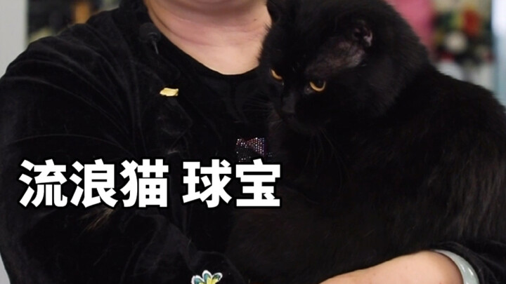 Kucing liar, Qiu Bao