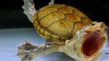 [Động vật]Làm thế nào để tăng tương tác với rùa?